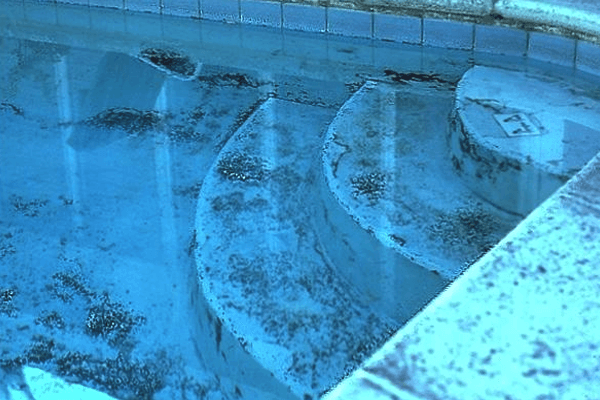 What Does Black Algae Look Like in a Pool